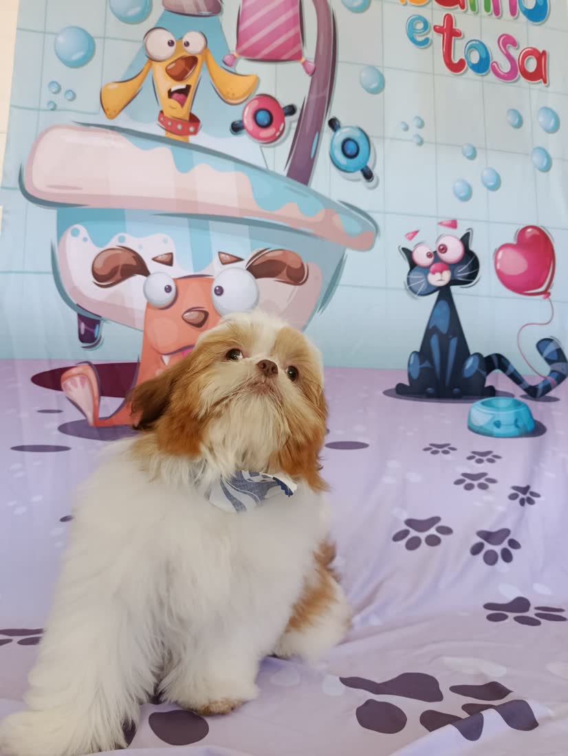 Yorkshire Terrier tosado e enfeitado após banho e tosa na Coellho Pet Center