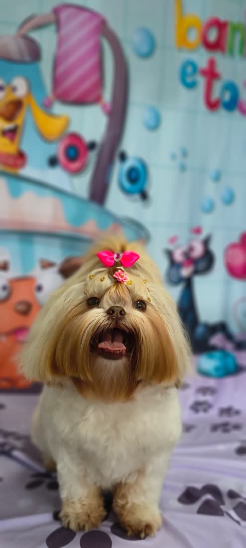 Dupla de Spitz Alemão (Lulu da Pomerânia) tosados na Coellho Pet Center, Alvorada/RS