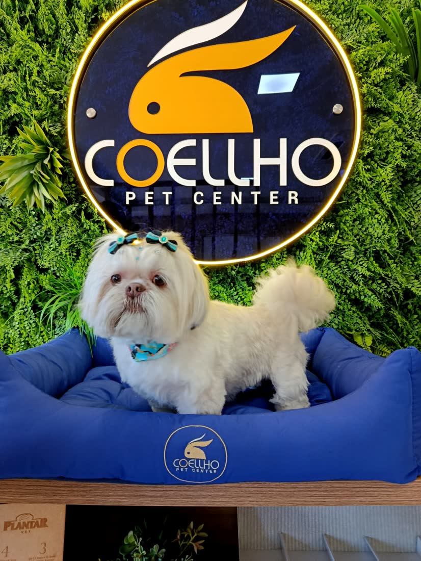 Cão de pequeno porte tosado, sorrindo na área de banho e tosa da Coellho Pet Center
