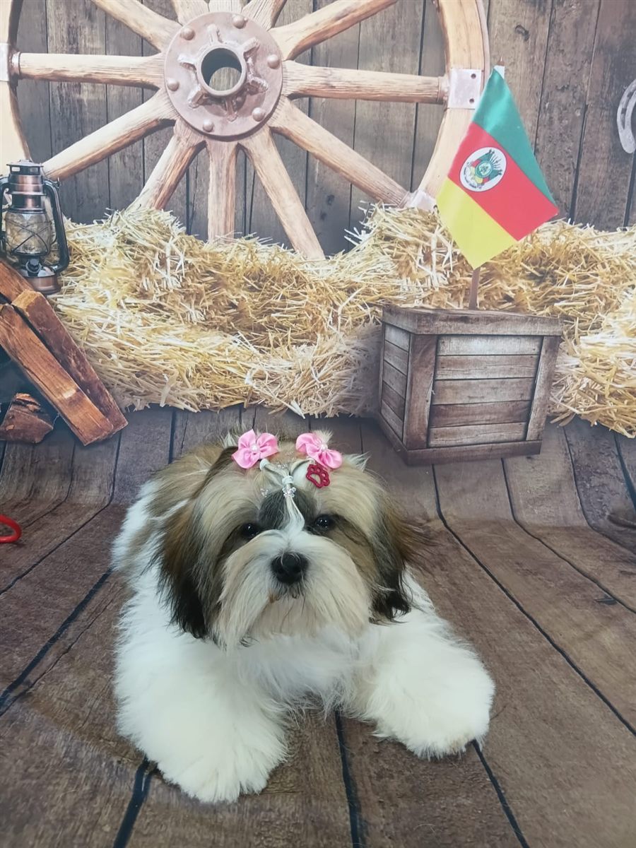 Shih Tzu com laços rosa após banho e tosa na Coellho Pet Center, em Alvorada/RS