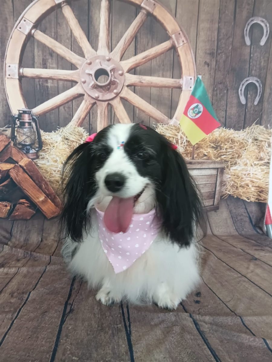 Cão de pelagem preta e branca com bandana, após banho e tosa na Coellho Pet Center